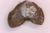 Ptychodus mortoni - Cretaceous - Niobrara Chalk Fmt - Kansas - USA