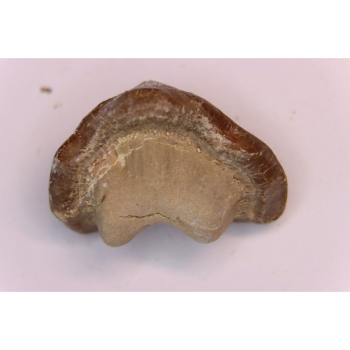 Ptychodus mortoni - Cretaceous - Niobrara Chalk Fmt - Kansas - USA