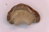 Ptychodus mortoni - Cretaceous - Niobrara Chalk Fmt - Kansas - USA
