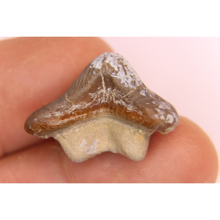 Ptychodus mortoni - Cretaceous - Niobrara Chalk Fmt - Kansas - USA
