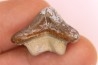 Ptychodus mortoni - Cretaceous - Niobrara Chalk Fmt - Kansas - USA