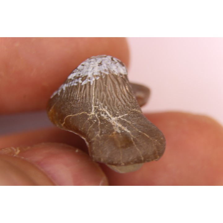 Ptychodus mortoni - Cretaceous - Niobrara Chalk Fmt - Kansas - USA