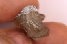Ptychodus mortoni - Cretaceous - Niobrara Chalk Fmt - Kansas - USA
