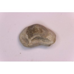Ptychodus mortoni - Cretaceous - Niobrara Chalk Fmt - Kansas - USA