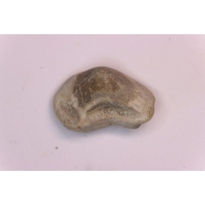 Ptychodus mortoni - Cretaceous - Niobrara Chalk Fmt - Kansas - USA