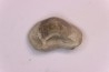 Ptychodus mortoni - Cretaceous - Niobrara Chalk Fmt - Kansas - USA
