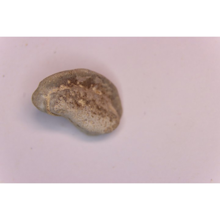 Ptychodus mortoni - Cretaceous - Niobrara Chalk Fmt - Kansas - USA