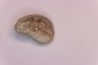 Ptychodus mortoni - Cretaceous - Niobrara Chalk Fmt - Kansas - USA