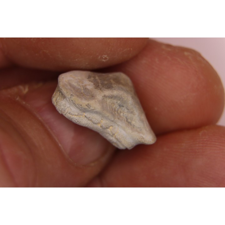Ptychodus mortoni - Cretaceous - Niobrara Chalk Fmt - Kansas - USA