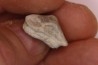Ptychodus mortoni - Cretaceous - Niobrara Chalk Fmt - Kansas - USA