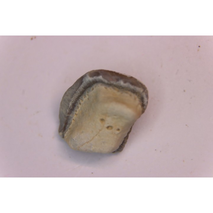 Ptychodus anonymus - Cretaceous - Niobrara Chalk Fmt - Kansas - USA