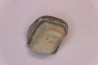 Ptychodus anonymus - Cretaceous - Niobrara Chalk Fmt - Kansas - USA