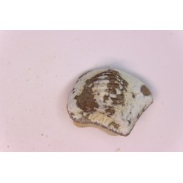 Ptychodus anonymus - Cretaceous - Niobrara Chalk Fmt - Kansas - USA