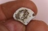Ptychodus anonymus - Cretaceous - Niobrara Chalk Fmt - Kansas - USA