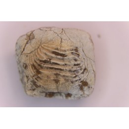 Ptychodus marginalis - Cretaceous - Carlisle Fmt - Kansas - USA