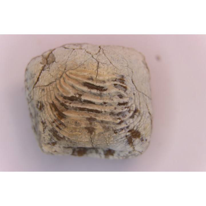 Ptychodus marginalis - Cretaceous - Carlisle Fmt - Kansas - USA