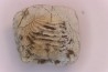 Ptychodus marginalis - Cretaceous - Carlisle Fmt - Kansas - USA