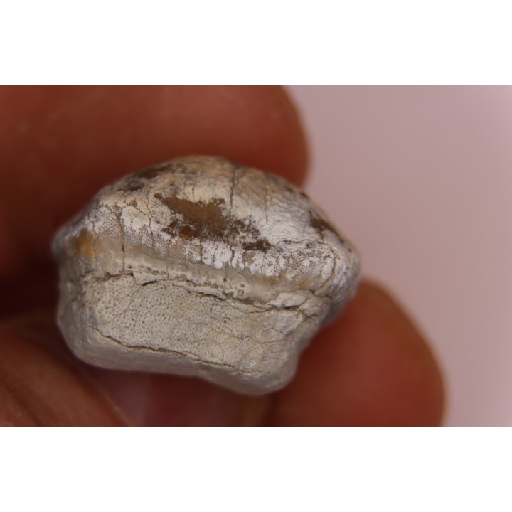 Ptychodus marginalis - Cretaceous - Carlisle Fmt - Kansas - USA