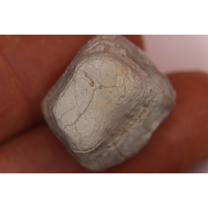 Ptychodus marginalis - Cretaceous - Carlisle Fmt - Kansas - USA