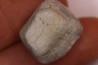 Ptychodus marginalis - Cretaceous - Carlisle Fmt - Kansas - USA