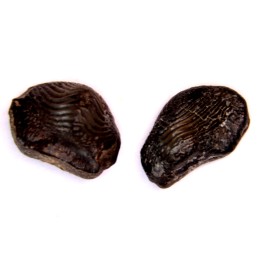 Ptychodus decurrens - Cretaceous - Greenhorn Limestone Fmt - Kansas - USA