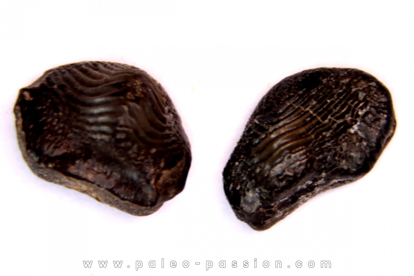 Ptychodus decurrens - Cretaceous - Greenhorn Limestone Fmt - Kansas - USA