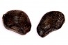Ptychodus decurrens - Cretaceous - Greenhorn Limestone Fmt - Kansas - USA