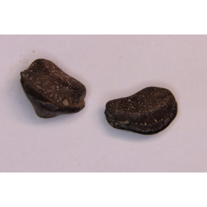 Ptychodus decurrens  - Cretaceous - Greenhorn Limestone Fmt - Kansas - USA