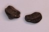 Ptychodus decurrens - Cretaceous - Greenhorn Limestone Fmt - Kansas - USA