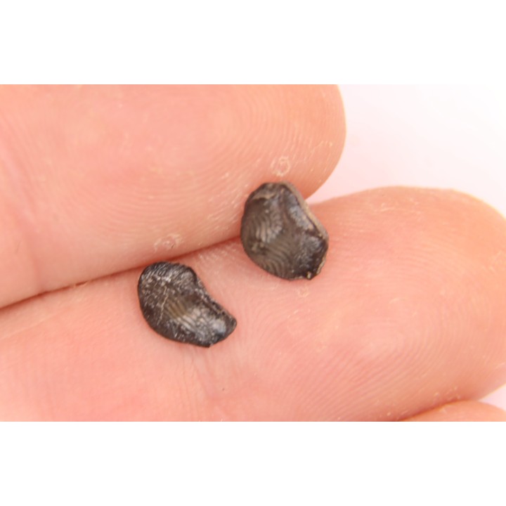 Ptychodus decurrens  - Cretaceous - Greenhorn Limestone Fmt - Kansas - USA
