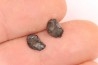 Ptychodus decurrens - Cretaceous - Greenhorn Limestone Fmt - Kansas - USA