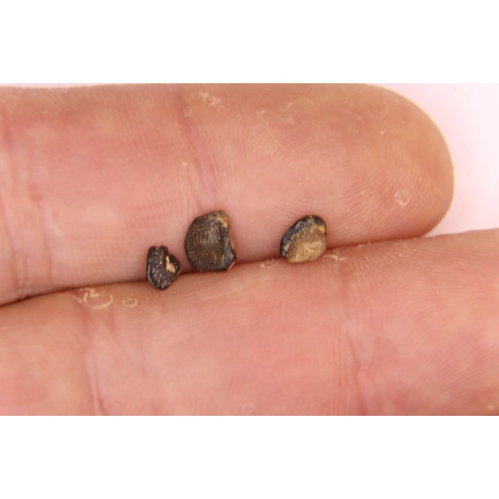 Ptychodus decurrens  - Cretaceous - Greenhorn Limestone Fmt - Kansas - USA