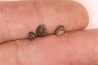 Ptychodus decurrens  - Cretaceous - Greenhorn Limestone Fmt - Kansas - USA