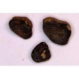 Ptychodus decurrens - Cretaceous - Greenhorn Limestone Fmt - Kansas - USA