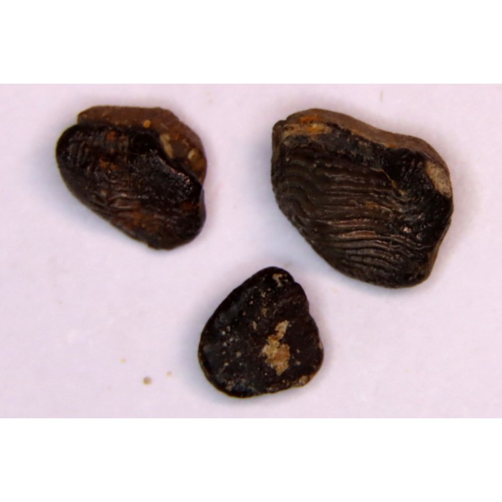 Ptychodus decurrens  - Cretaceous - Greenhorn Limestone Fmt - Kansas - USA