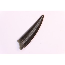 poisson fossile:  XIPHACTINUS AUDAX - Upper cretaceous - Ozan Formation, - TEXAS, USA