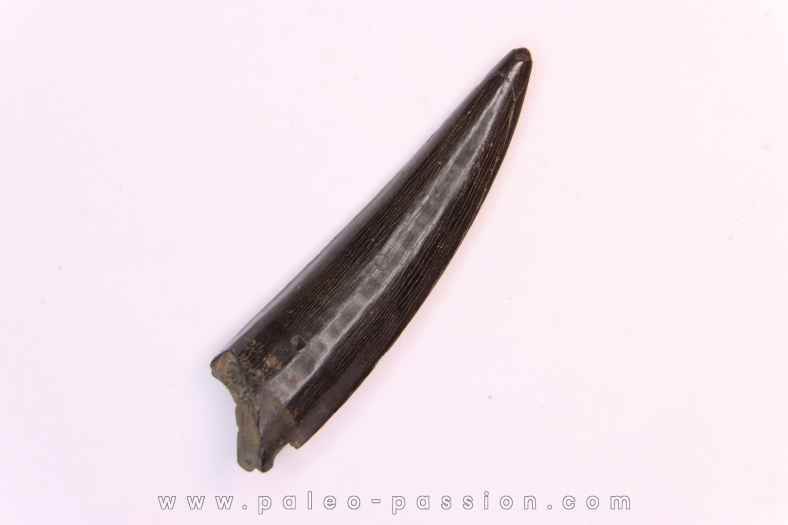 poisson fossile: XIPHACTINUS AUDAX - Upper cretaceous - Ozan Formation, - TEXAS, USA