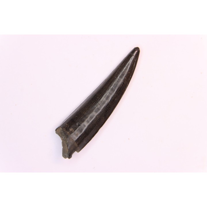 poisson fossile:  XIPHACTINUS AUDAX - Upper cretaceous - Ozan Formation, - TEXAS, USA