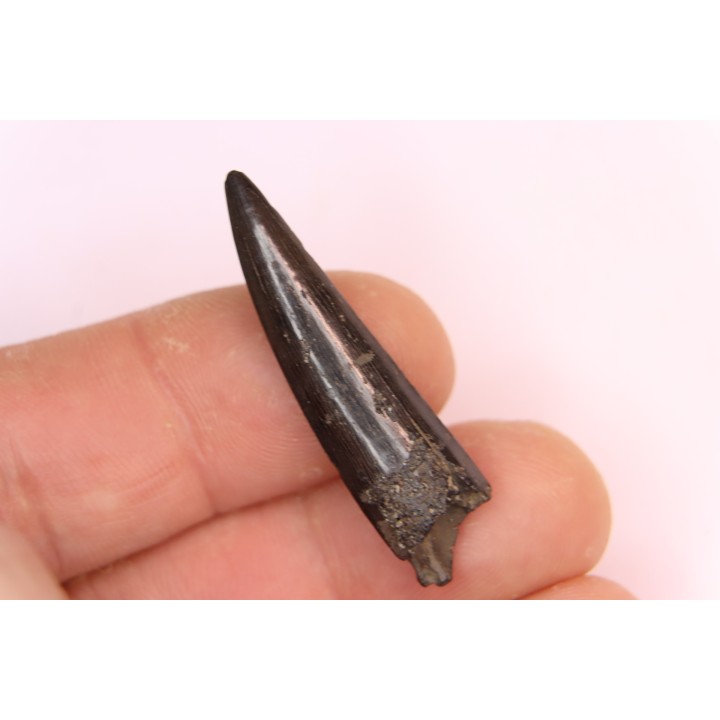 poisson fossile:  XIPHACTINUS AUDAX - Upper cretaceous - Ozan Formation, - TEXAS, USA