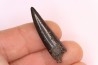 poisson fossile: XIPHACTINUS AUDAX - Upper cretaceous - Ozan Formation, - TEXAS, USA