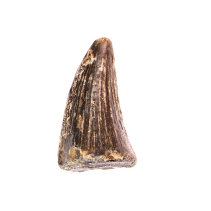 mosasaur tooth:  Clidastes sp. - upper cretaceous - Pecan Gap Chalk Fmt - TEXAS - USA