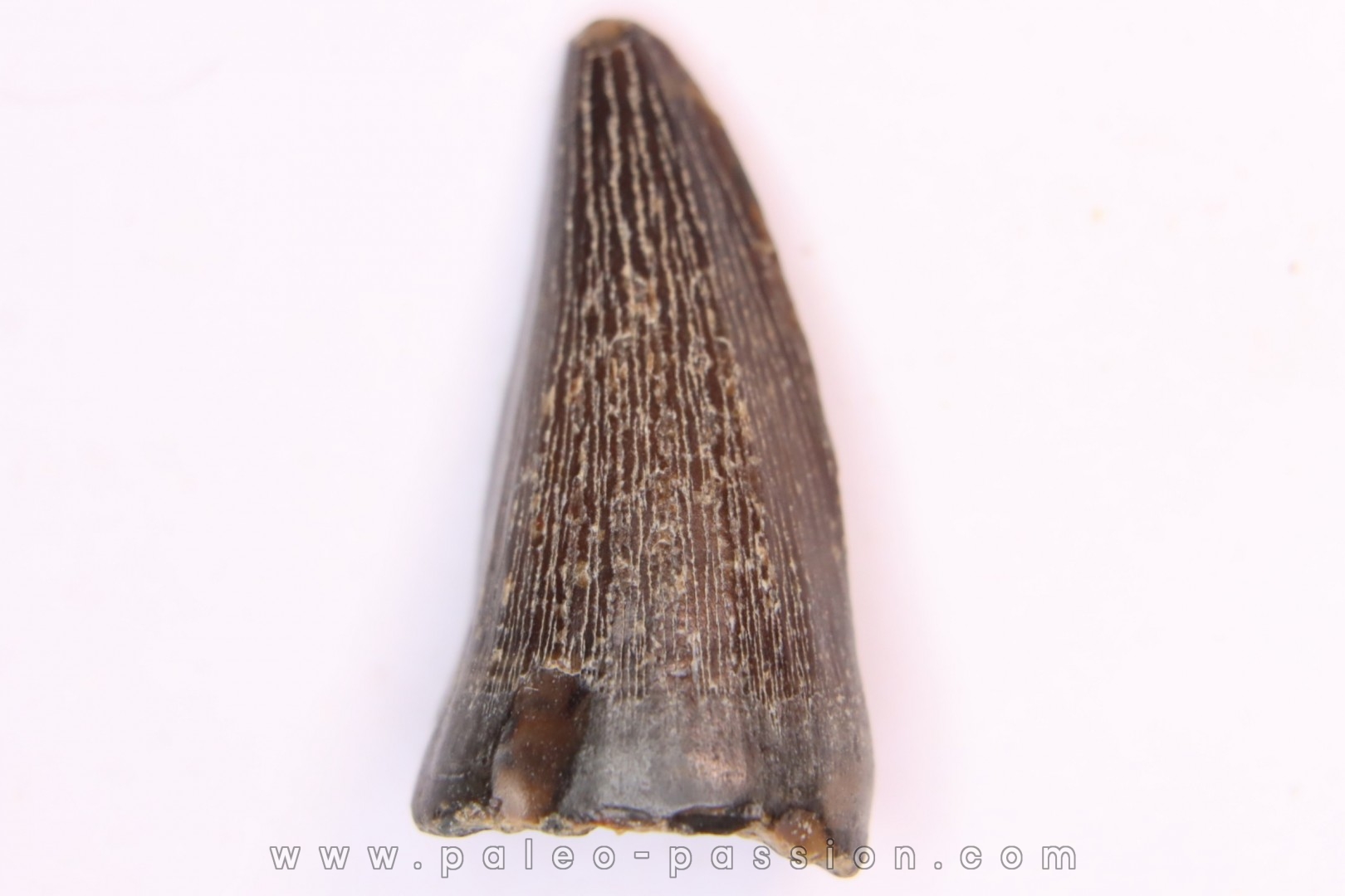 mosasaur tooth: Clidastes sp. - upper cretaceous - Pecan Gap Chalk Fmt - TEXAS - USA