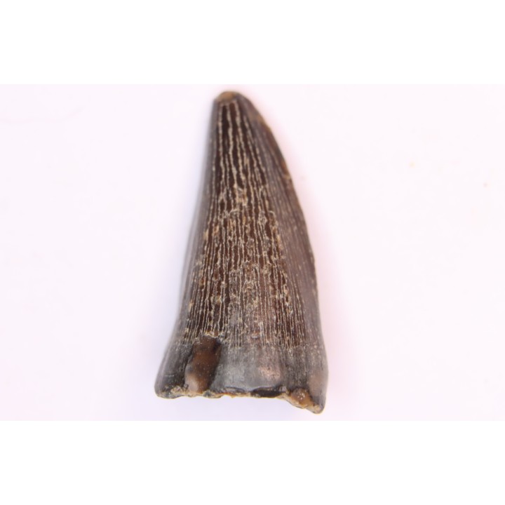 mosasaur tooth:  Clidastes sp. - upper cretaceous - Pecan Gap Chalk Fmt - TEXAS - USA