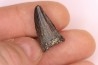 mosasaur tooth: Clidastes sp. - upper cretaceous - Pecan Gap Chalk Fmt - TEXAS - USA