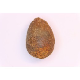 cycad seeds Nilsonia yukonensis - upper cretaceous - hell creek fmt - Dawson Co. - Montana - USA