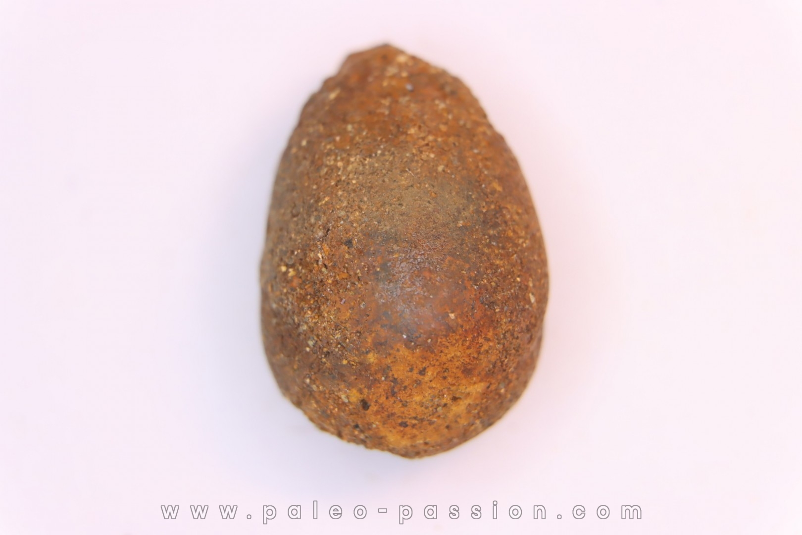 cycad seeds Nilsonia yukonensis - upper cretaceous - hell creek fmt - Dawson Co. - Montana - USA