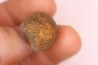 cycad seeds Nilsonia yukonensis - upper cretaceous - hell creek fmt - Dawson Co. - Montana - USA