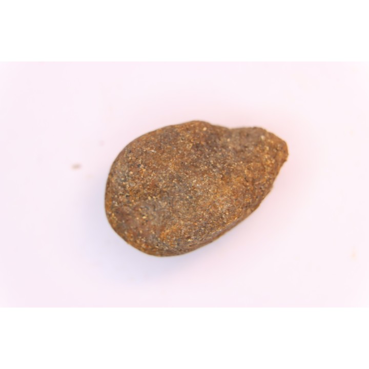 cycad seeds Nilsonia yukonensis - upper cretaceous - hell creek fmt - Dawson Co. - Montana - USA