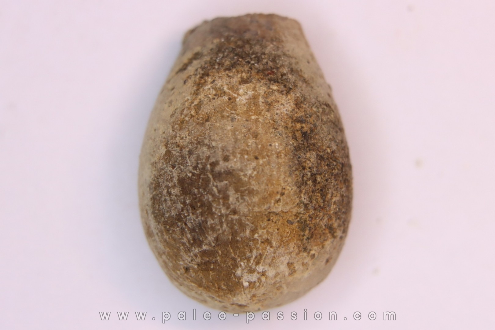spinifructus antiquus (palm fruit) - upper cretaceous - hell creek fmt - Dawson Co. - Montana - USA