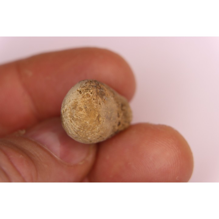 spinifructus antiquus (palm fruit) - upper cretaceous - hell creek fmt - Dawson Co. - Montana - USA